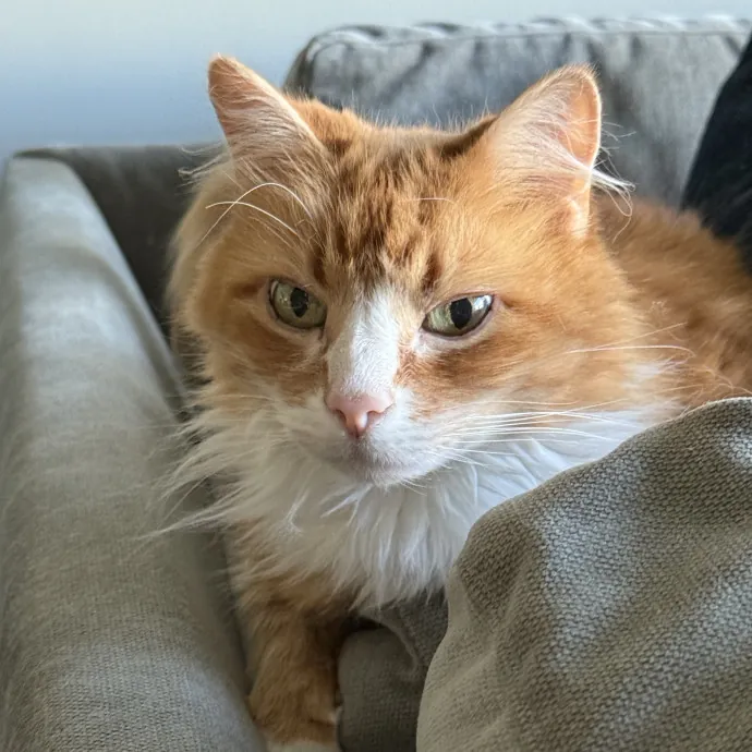 Kristin's Cat Care photo 3