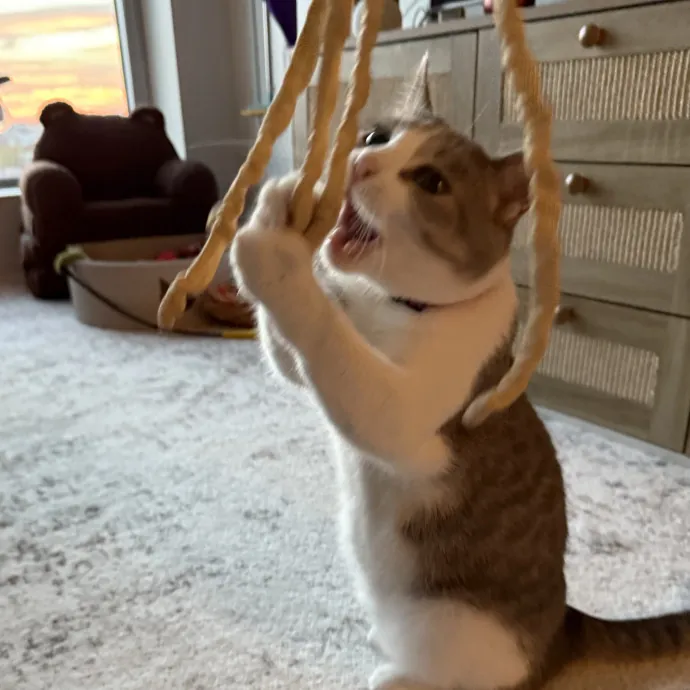 Kristin's Cat Care photo 2