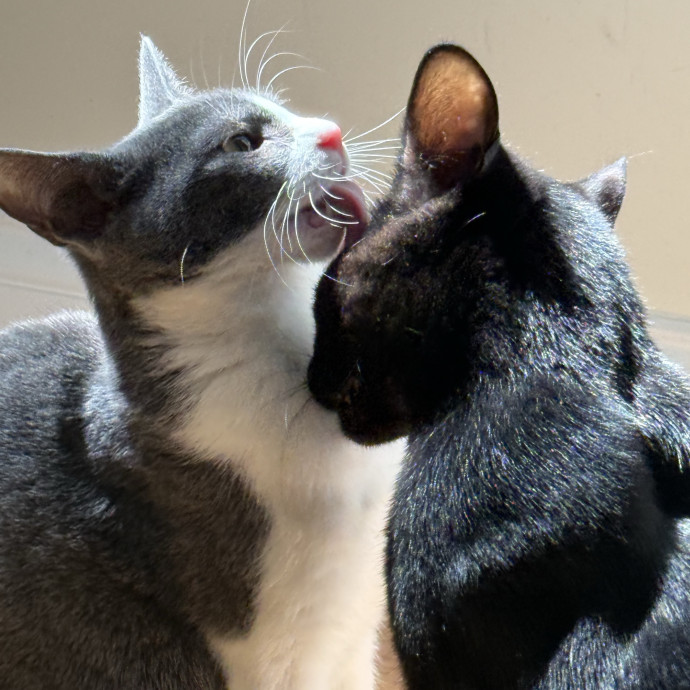 Kristin's Cat Care
