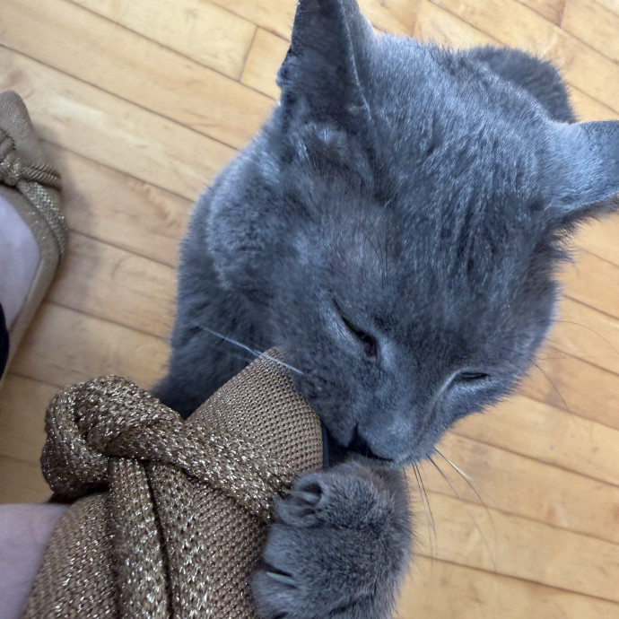 Kristin's Cat Care