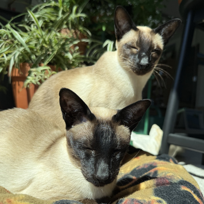 Kristin's Cat Care