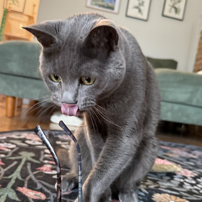 Kristin's Cat Care
