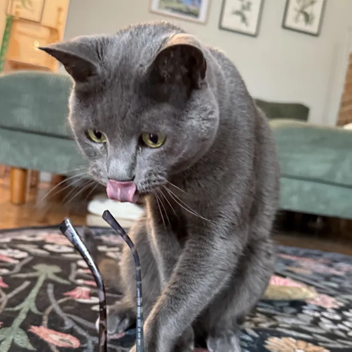 Kristin's Cat Care