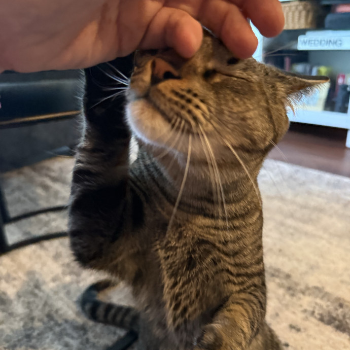 Kristin's Cat Care photo 2