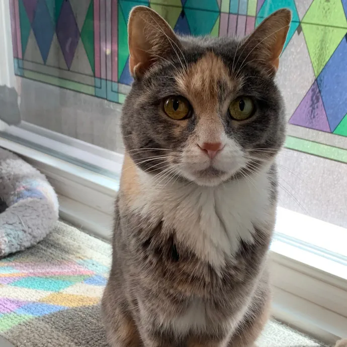 Cat Care Connoisseur