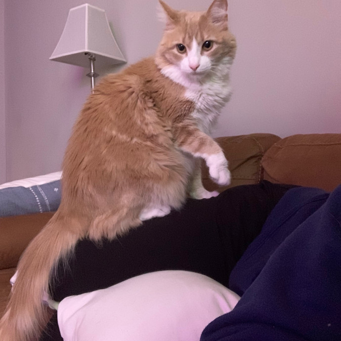 Cat Care Connoisseur