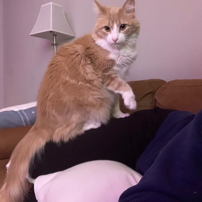 Cat Care Connoisseur