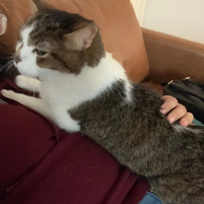 Cat Care Connoisseur