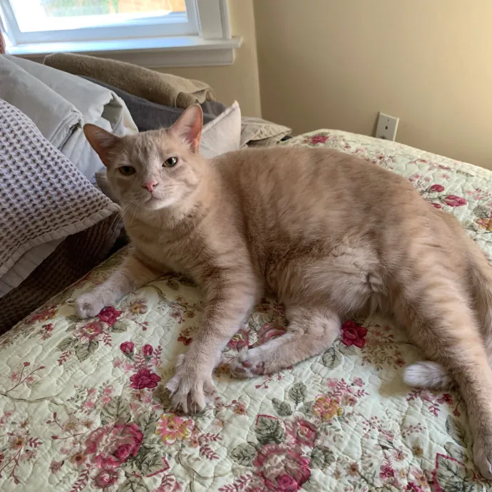 Cat Care Connoisseur