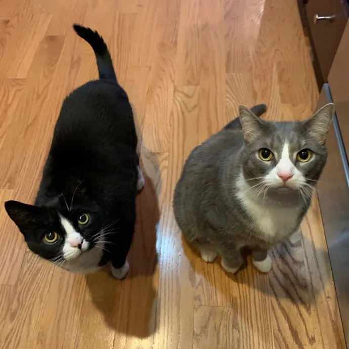 Cat Care Connoisseur