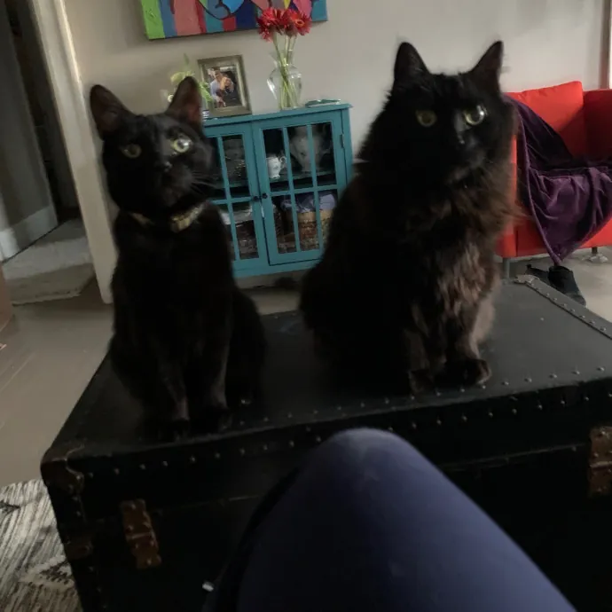 Cat Care Connoisseur