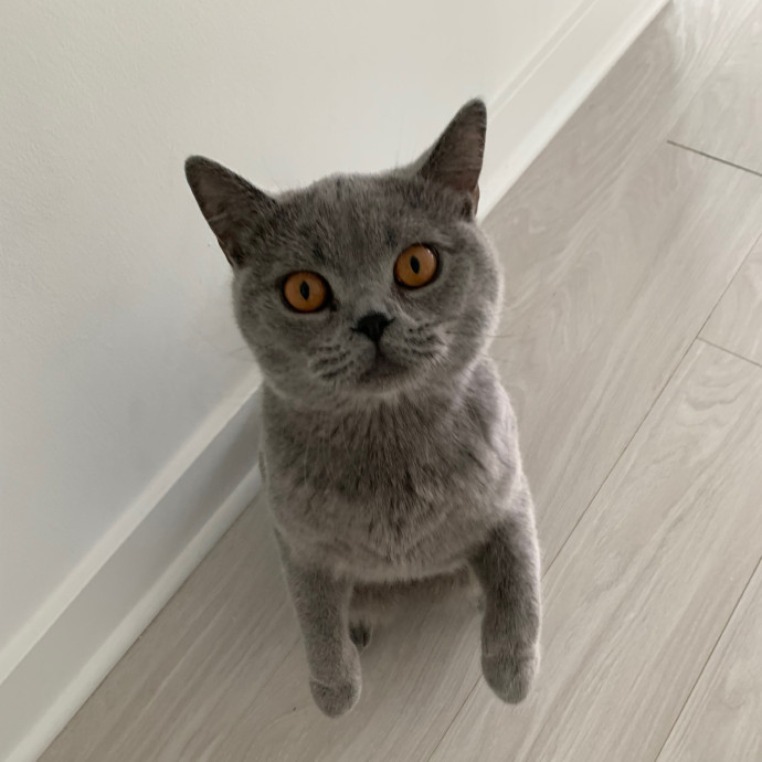 Cat Care Connoisseur