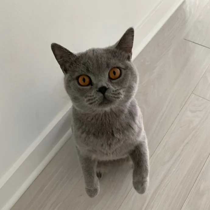 Cat Care Connoisseur