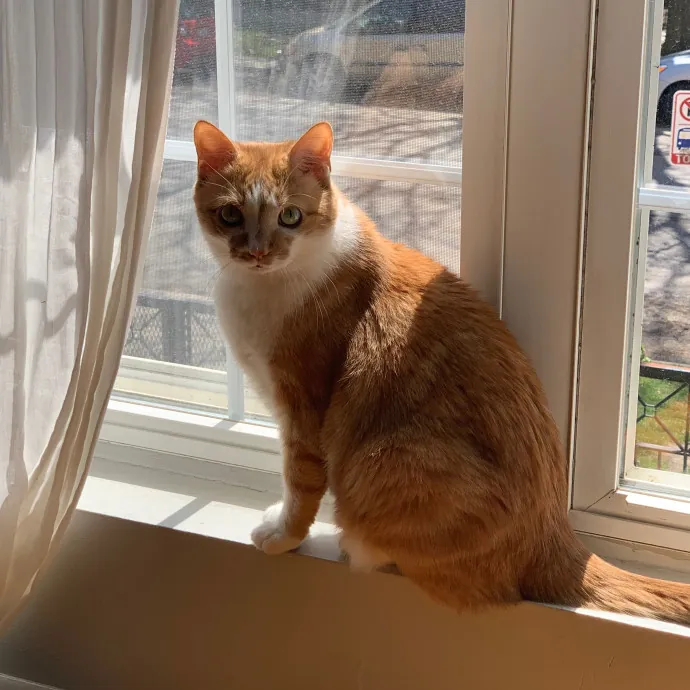 Cat Care Connoisseur