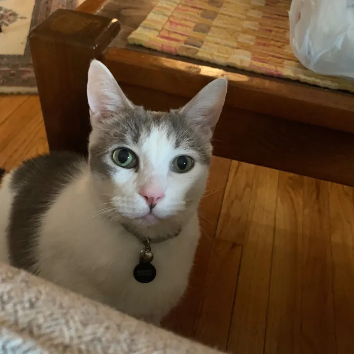 Cat Care Connoisseur