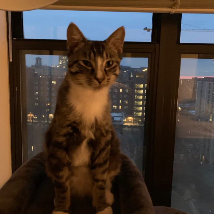 Cat Care Connoisseur