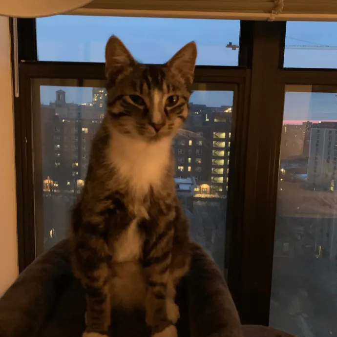 Cat Care Connoisseur