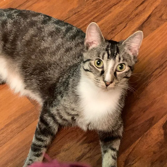 Cat Care Connoisseur