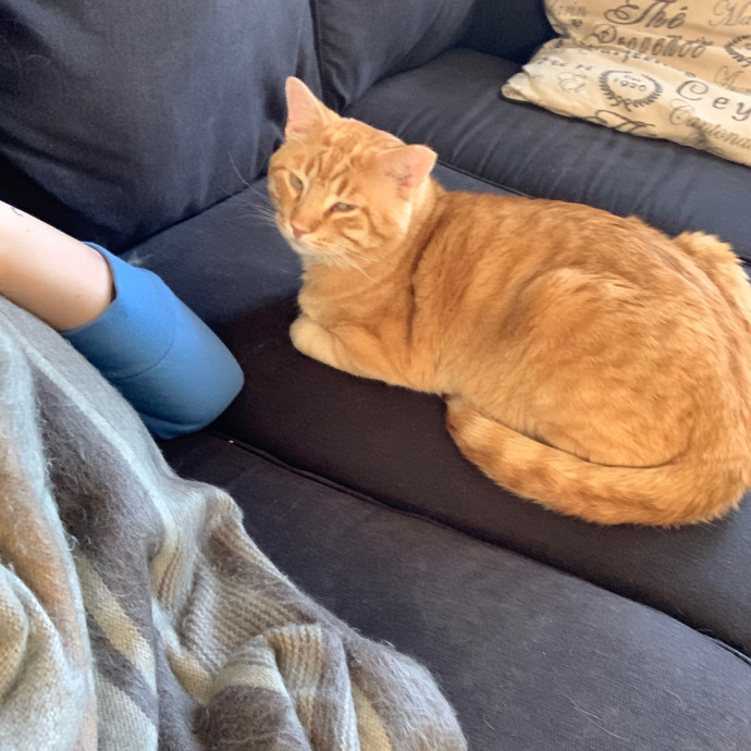 Cat Care Connoisseur