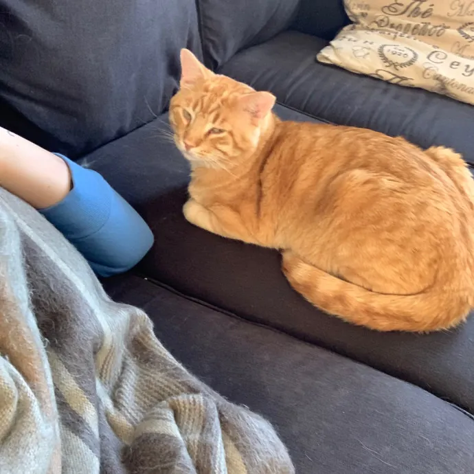 Cat Care Connoisseur