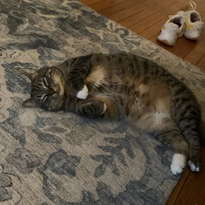 Cat Care Connoisseur