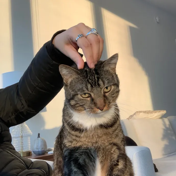 Cat Care Connoisseur