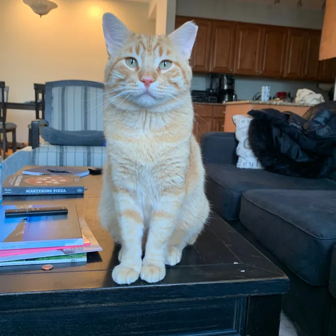 Cat Care Connoisseur