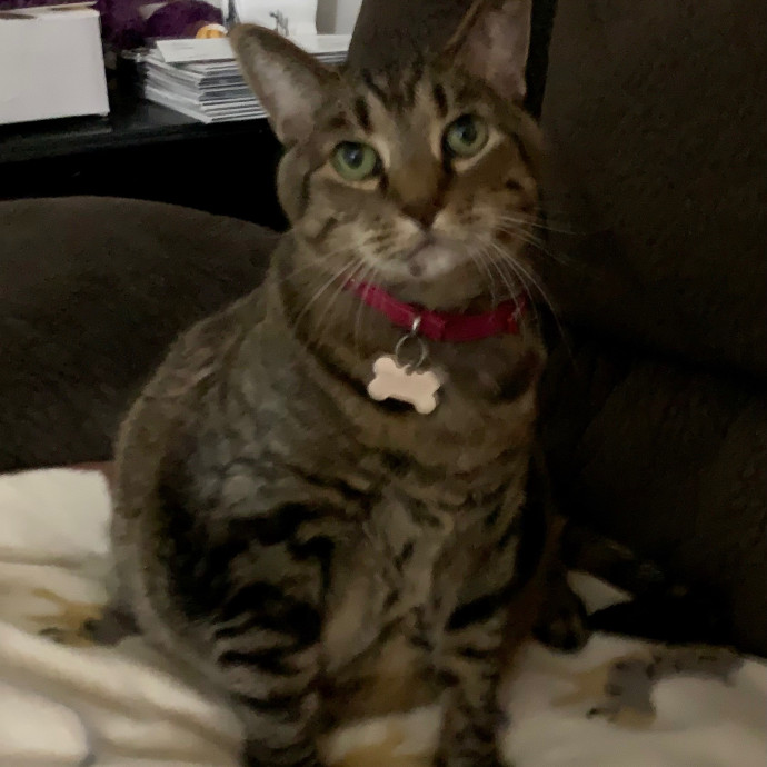 Cat Care Connoisseur