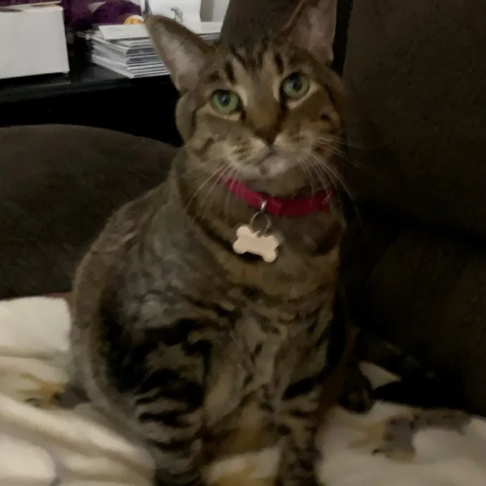 Cat Care Connoisseur