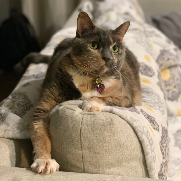 Cat Care Connoisseur