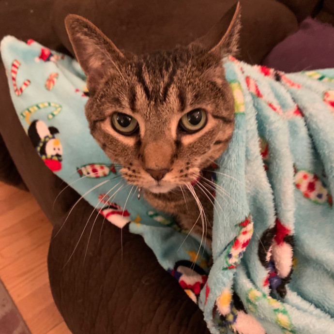 Cat Care Connoisseur