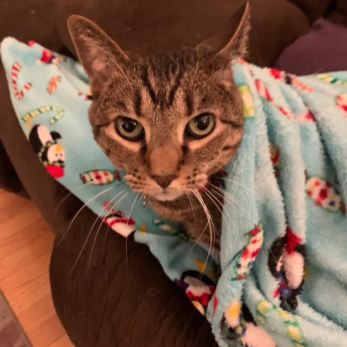 Cat Care Connoisseur