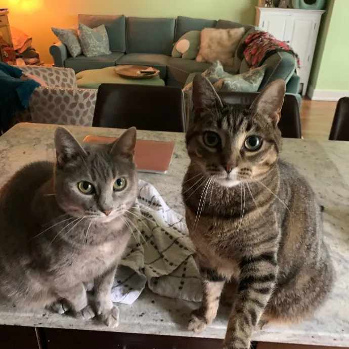 Cat Care Connoisseur