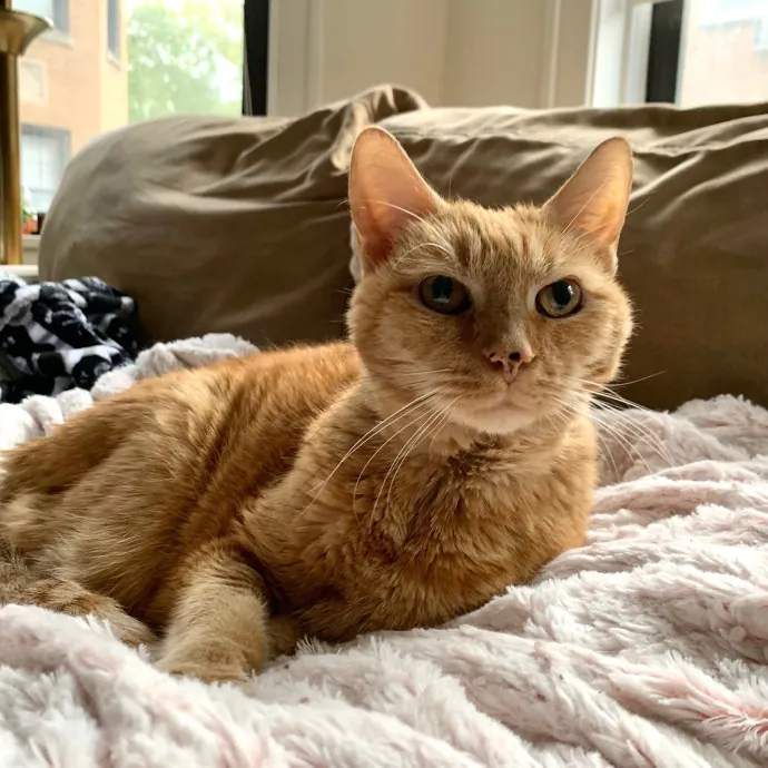 Cat Care Connoisseur