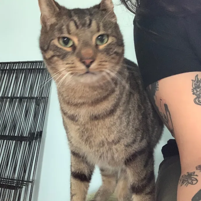 Cat Care Connoisseur