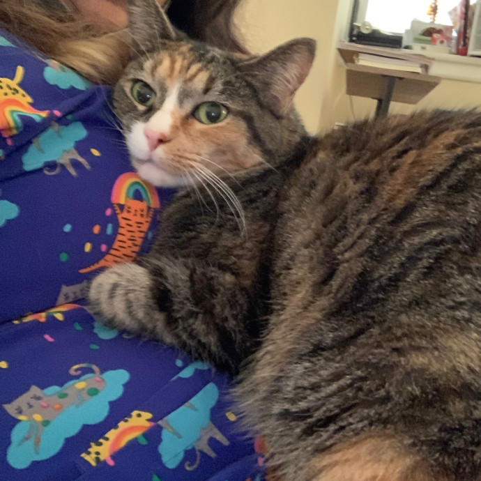 Cat Care Connoisseur