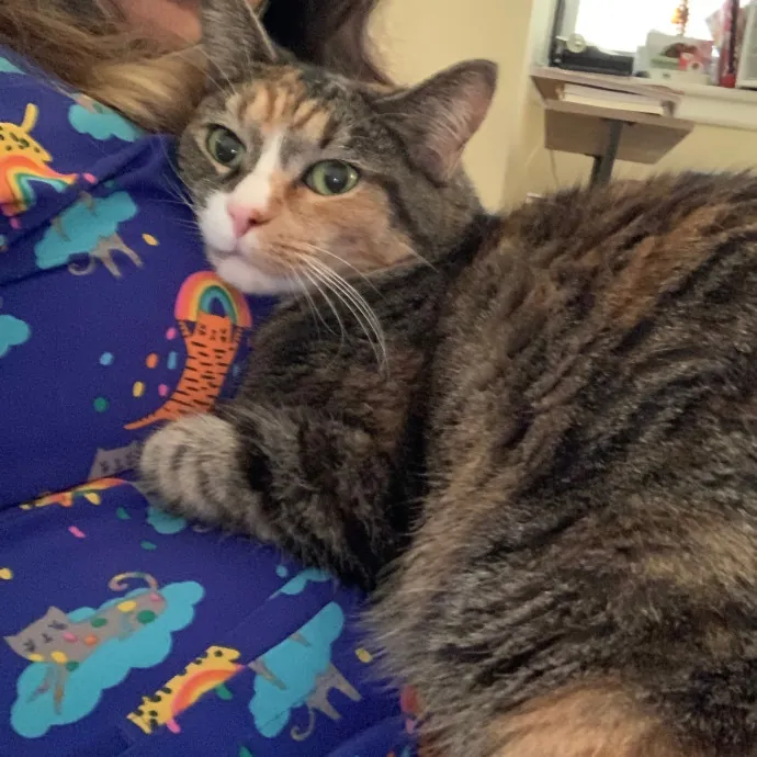 Cat Care Connoisseur