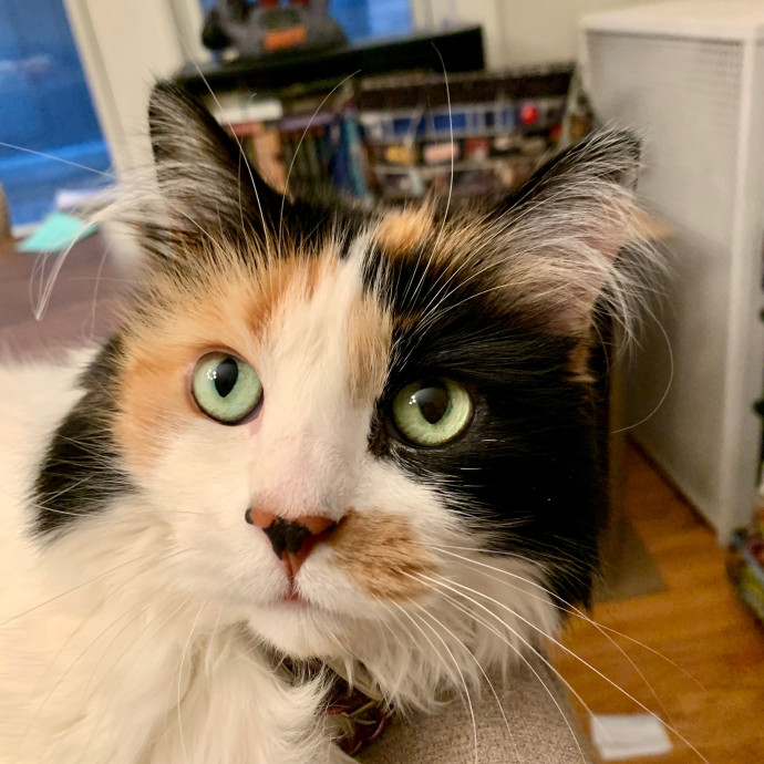 Cat Care Connoisseur