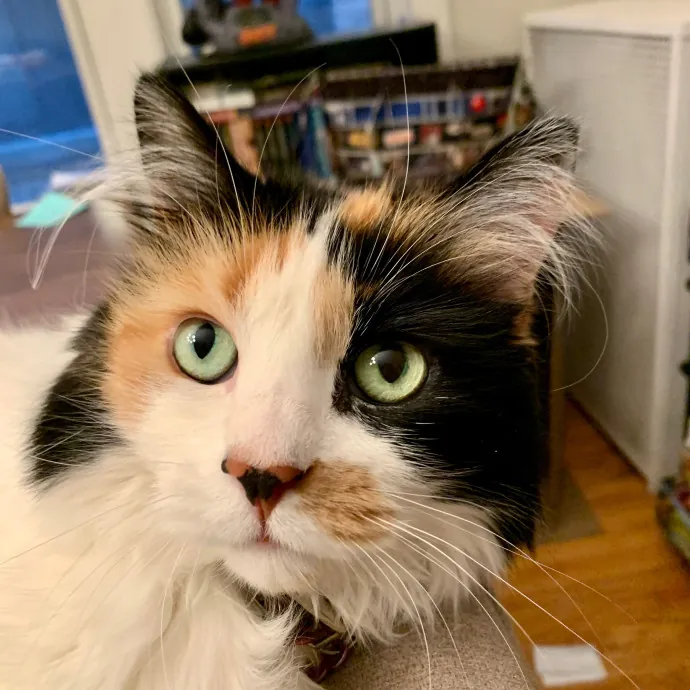 Cat Care Connoisseur