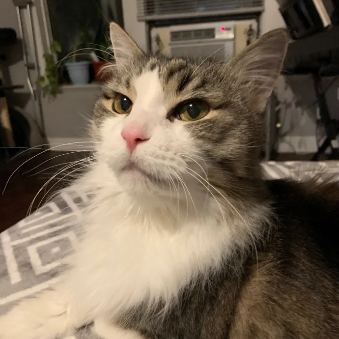 Cat Care Connoisseur