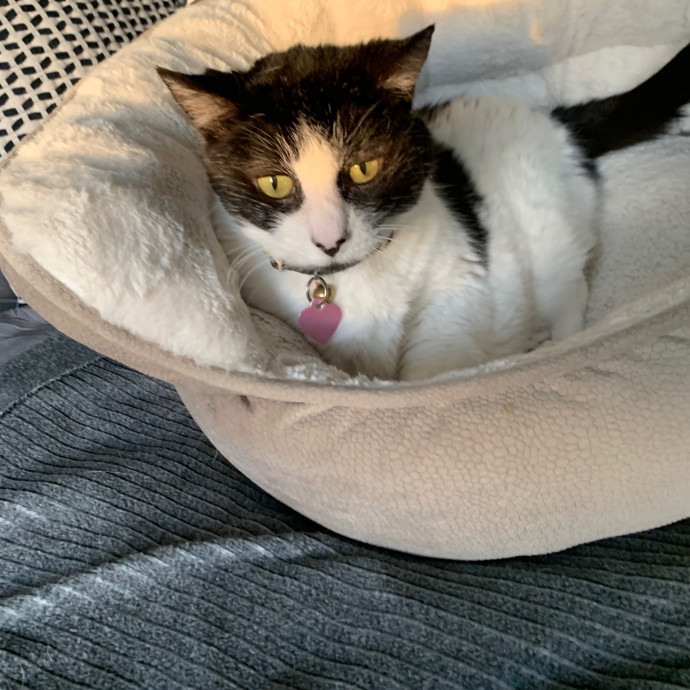 Cat Care Connoisseur