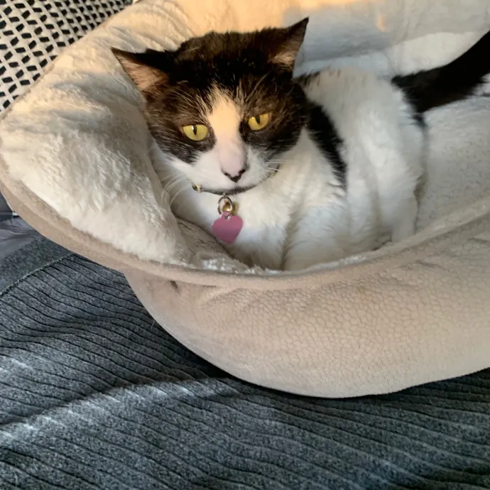 Cat Care Connoisseur