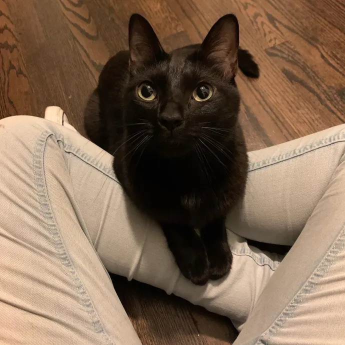 Cat Care Connoisseur