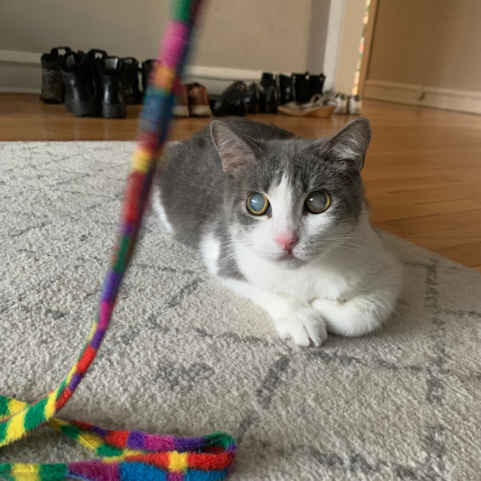 Cat Care Connoisseur
