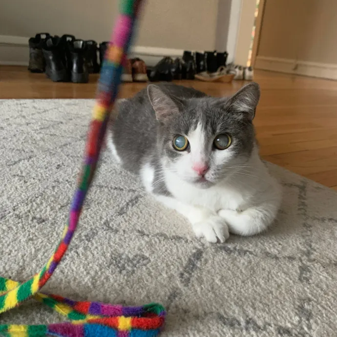 Cat Care Connoisseur