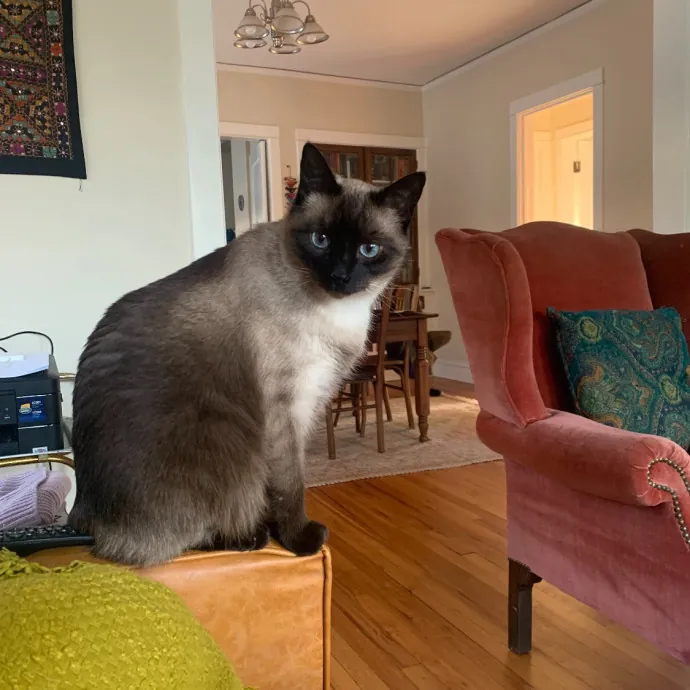 Cat Care Connoisseur