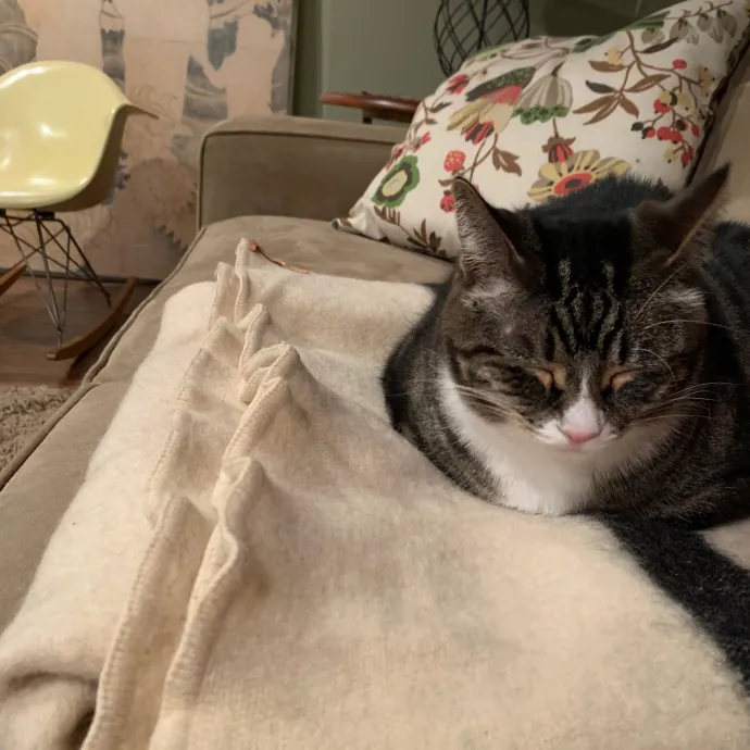 Cat Care Connoisseur