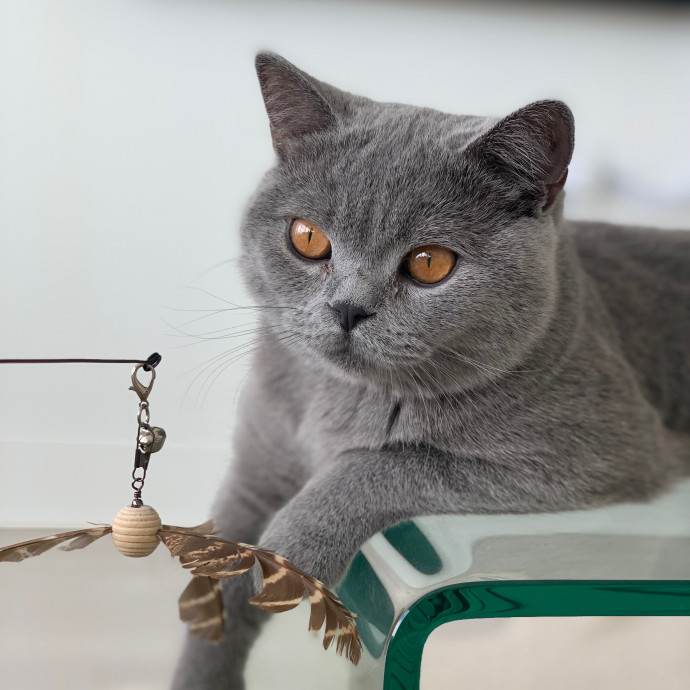 Cat Care Connoisseur