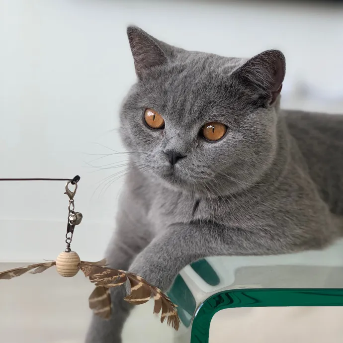 Cat Care Connoisseur