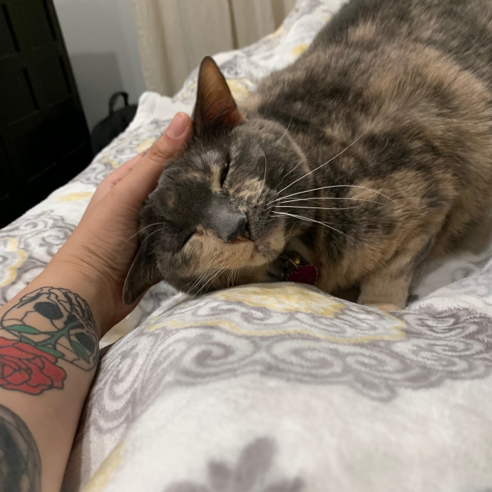 Cat Care Connoisseur